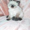 Ragdoll babies available.