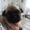 Fawn female pug in Spring Hill