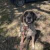 Female English Mastiff