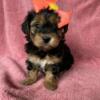 Traditional Yorkie female puppy