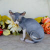 TICA REGISTERED SPHYNX ELF TUXEDO MALE IN ILLINOIS