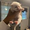 Saydee just had 5 Persian kittens 07/23/26