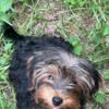 1 purebred ckc registered yorkie girl left!