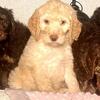 Akc, sweet standard poodle puppies call 610-806-6386