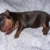 Yorkie puppies NO PAPERS