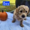 Mini Goldendoodle Puppies