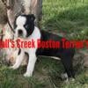 AKC Multi Westminster Bloodline proven free whelper and home life trained