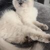 Persian/Siamese male kitten
