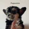 Reduced! Chinese Crested Puppies  * PUFF AND HAIRLESS*