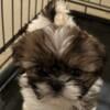 6 month old female shih tzu