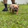 Male American Bully puppy