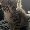 Non standard munchkin