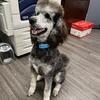 Intact Adult Male Standard Poodle