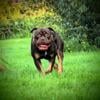 Chocolate tri Olde English bulldogge stud