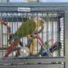 14 month old Green cheek conure