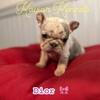 Quality Chopshop Daughter-Mini Lilac n Tan Merle carrying rojo