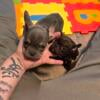 9 week old male Frenchie pup left