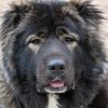 Top Caucasian Shepherds in the country