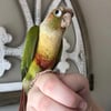 Conure Pair