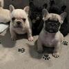 Standard Frenchies