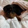 7/11 Rottweiler puppies looking for loving homes