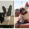 Akc French bull dogs 719-358-0118