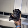 CANE CORSO PUPPIES