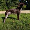 German shorthaired pointer puppies Located SW Michigan
