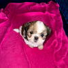 Shih Tzu Puppies for rehome 