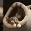 🐱 Sweet Kitten Looking for a Loving Home 🏡