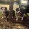 Extreme Bully Pups 2 Males