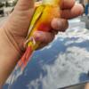 Green Cheek Conures. Cinnamon dilute and suncheek