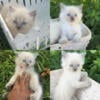 2 male ragdoll kitten