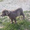 silver female labrador retriever