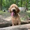 Scout-F1 Mini English Goldendoodle Puppy