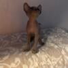 Sphynx female cute little princess