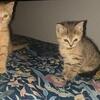 9 week old kittens