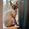 SOLD: Snow Bengal