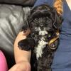 Cavapoo baby girl 💗