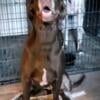 Chocolate Great Dane Female