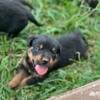 AKC Rottweiler Puppies