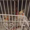 2 cockatiels both babies