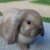 Holland lop Bunnies Rabbits