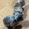 AKC Frenchies Puppies ready for furever home