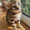 Lovely bengal kittens (Tica registered)