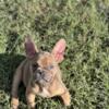 Male French bulldog puppy