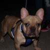 Cryptic merel male frenchie