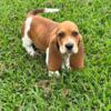 CKC Basset Hound males  ready for new home