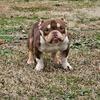 American Bully
