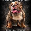 Mini English Bulldog STUD